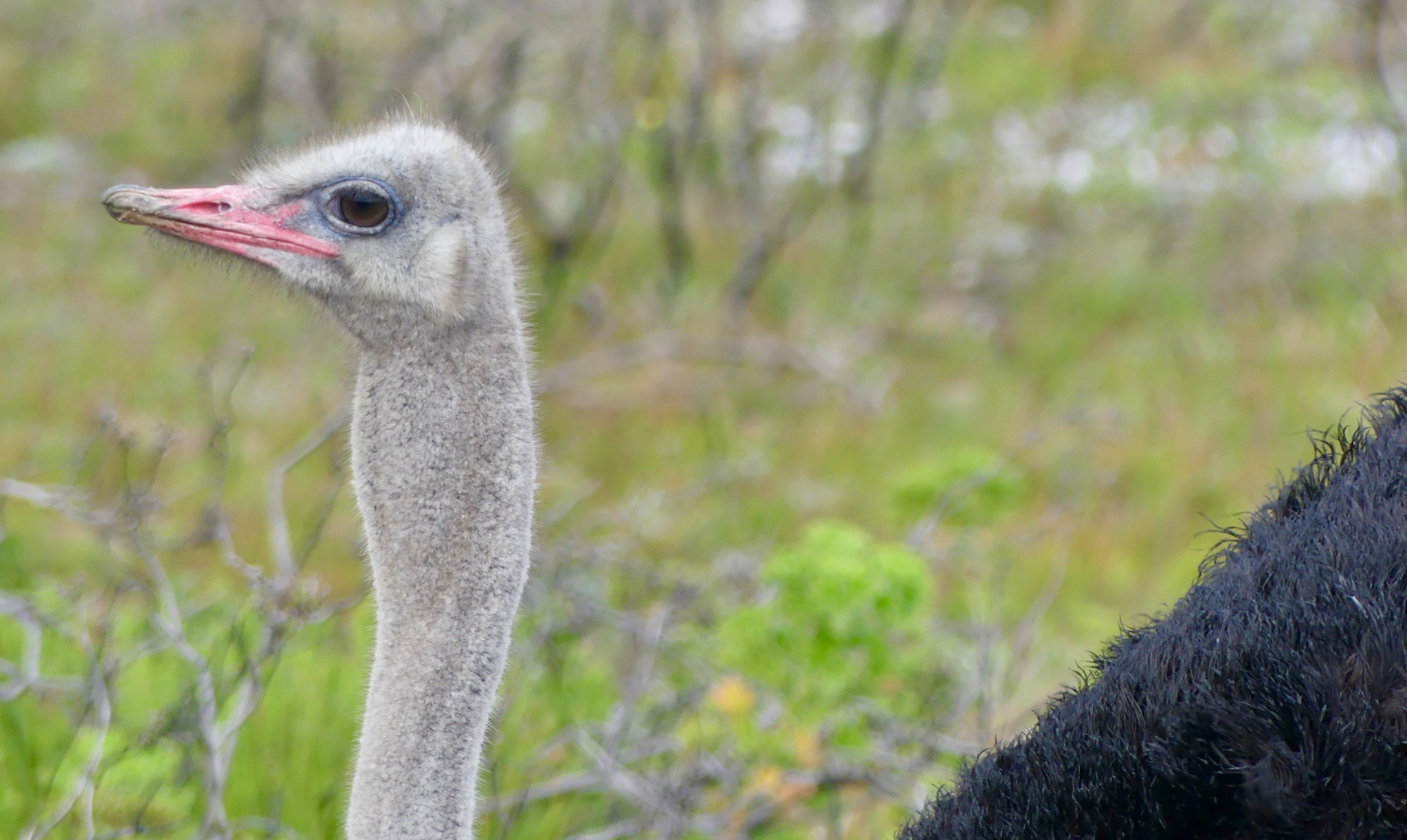 South African Ostrich head
